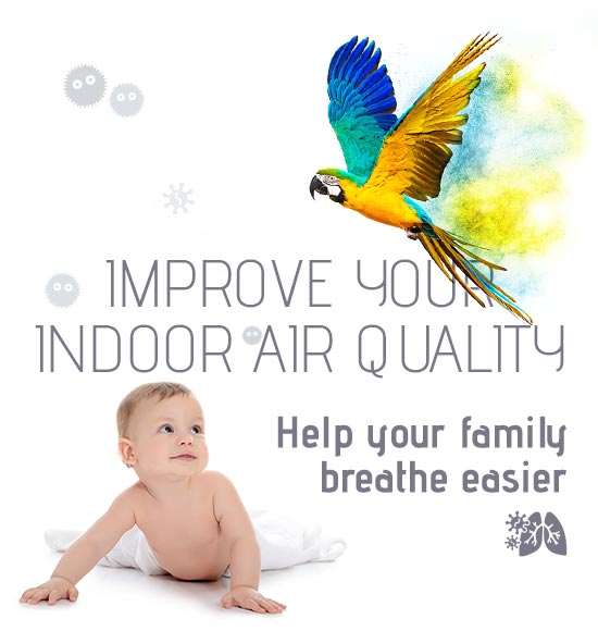 Improve Your Indoor Air Quality